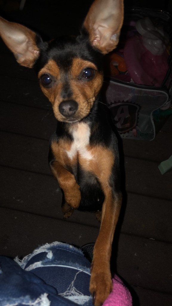 Meet the family - jazzy